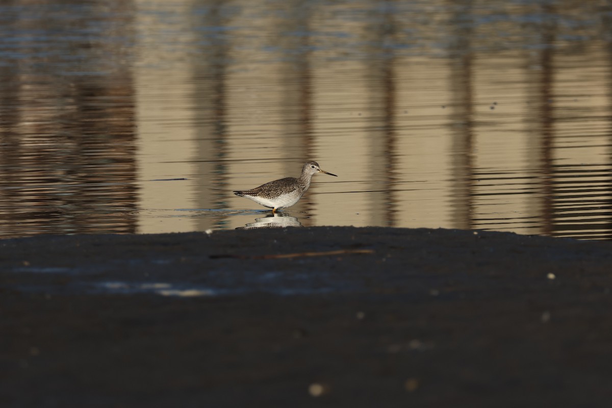 plystresnipe - ML629711632