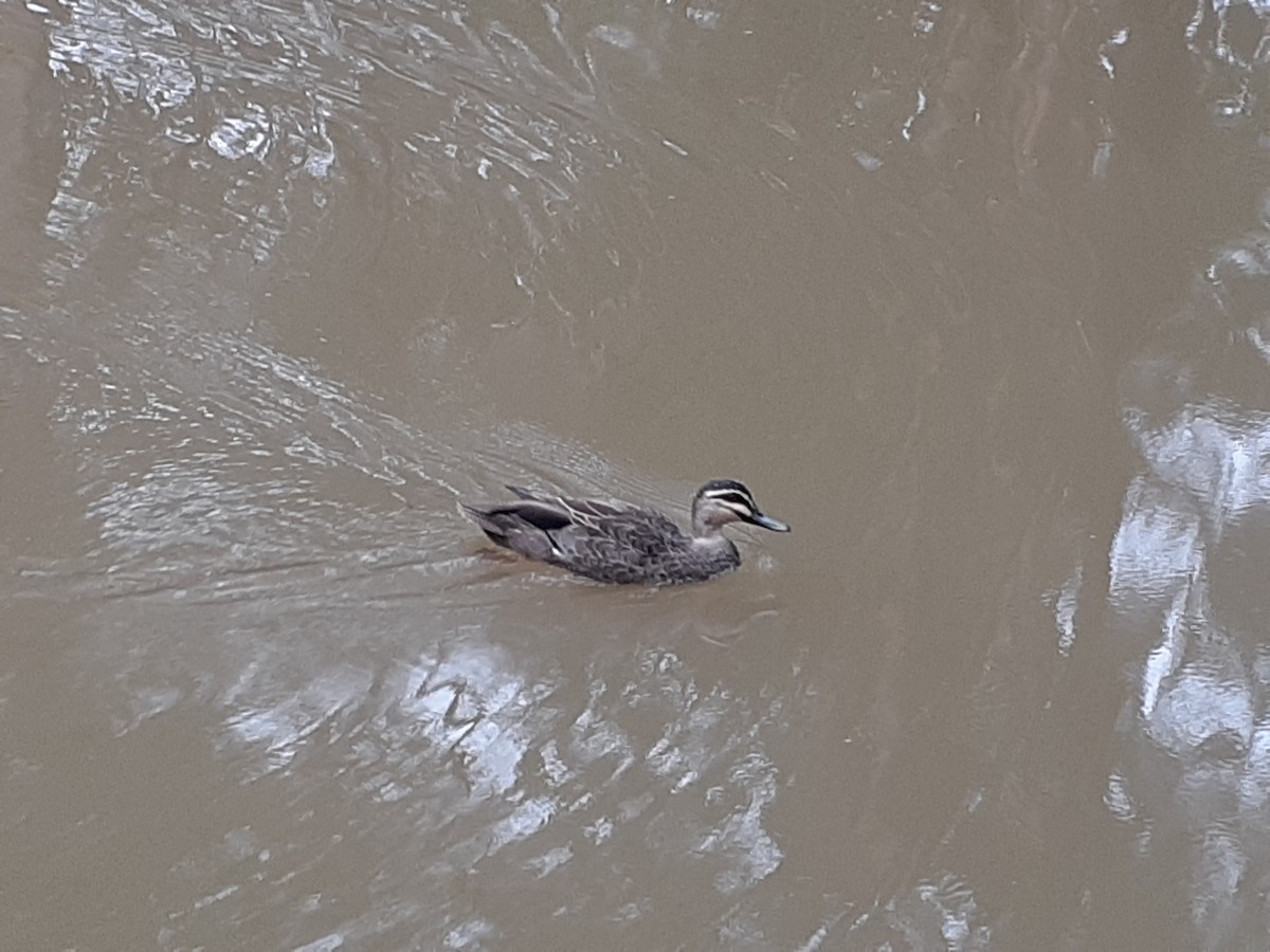 Pacific Black Duck - ML629711842