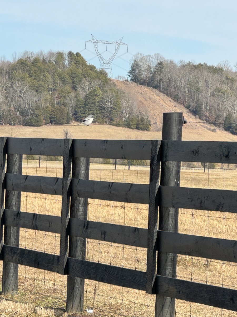 Loggerhead Shrike - ML629711966