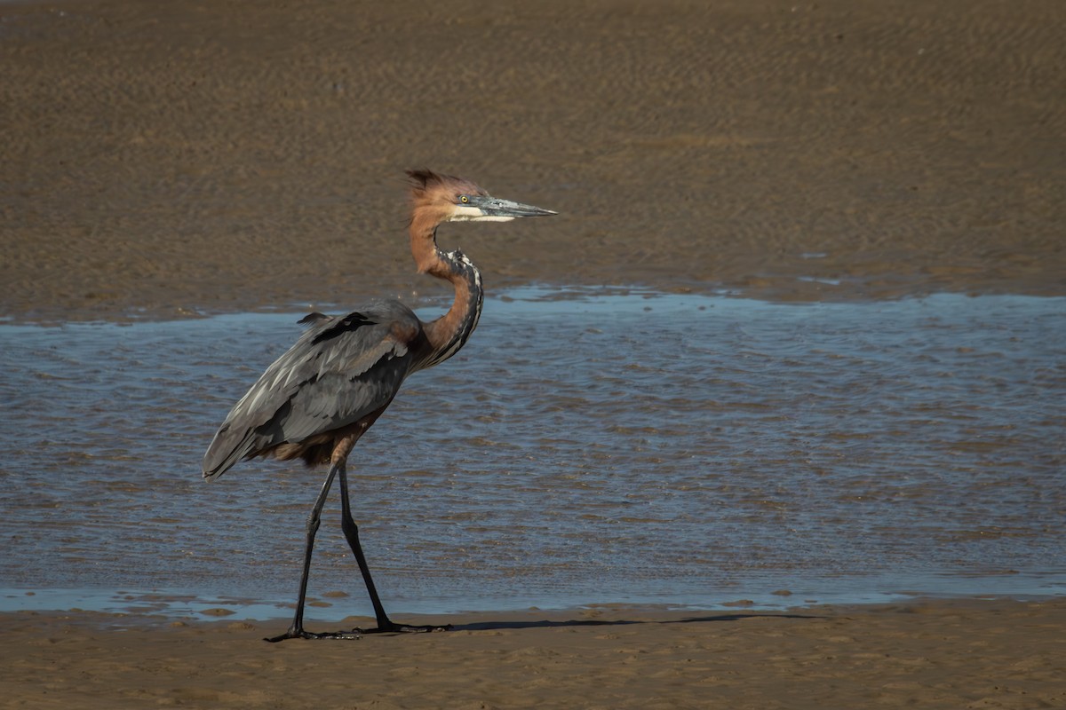 Goliath Heron - Antonio Rodriguez-Sinovas
