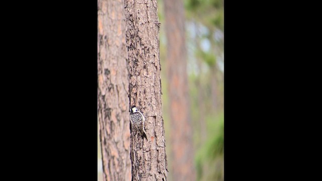 Red-cockaded Woodpecker - ML629712078