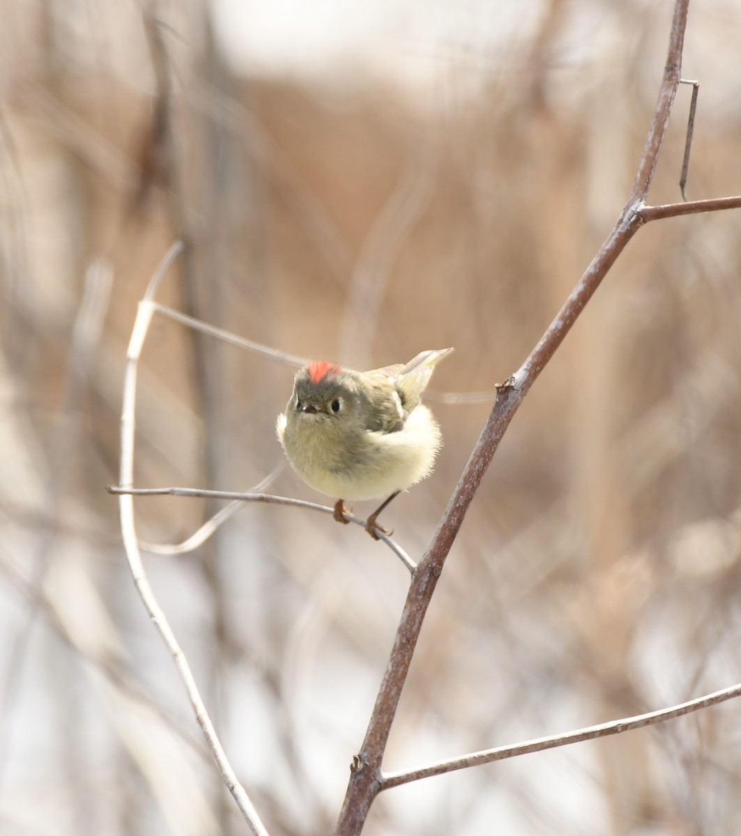 Ruby-crowned Kinglet - ML629712109