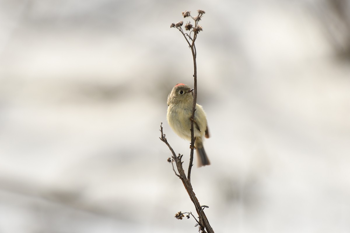Ruby-crowned Kinglet - ML629712110