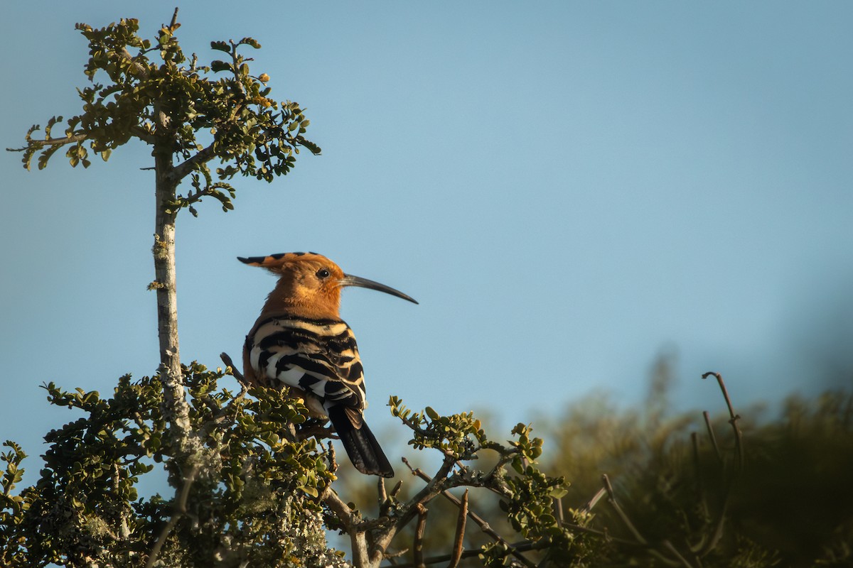 Common Hoopoe (African) - Antonio Rodriguez-Sinovas