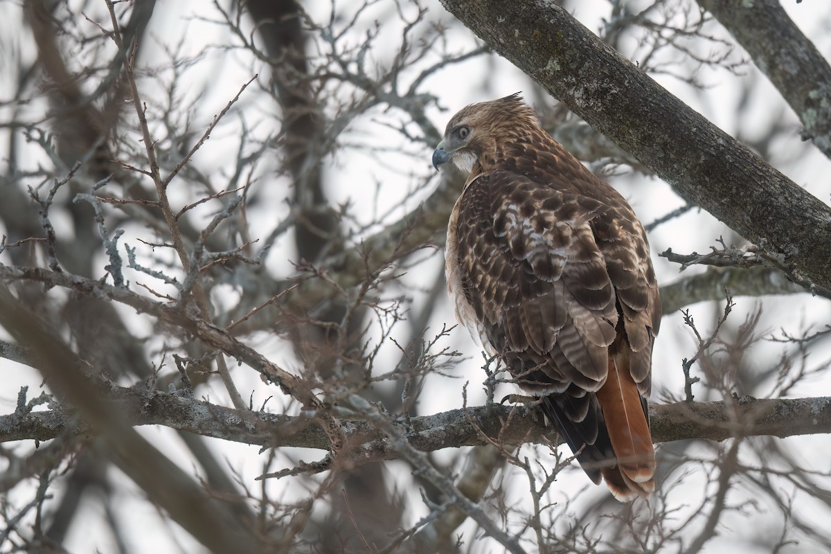 Red-tailed Hawk - ML629712168