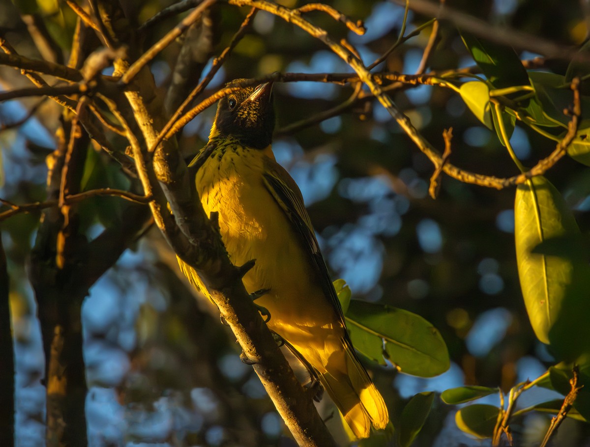 African Black-headed Oriole - Antonio Rodriguez-Sinovas