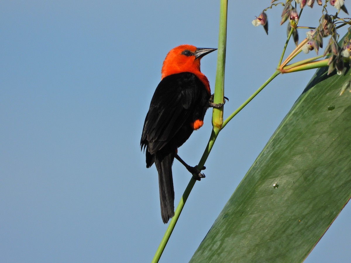 Scarlet-headed Blackbird - ML629712283