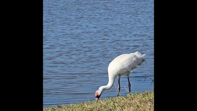 Whooping Crane - ML629712320