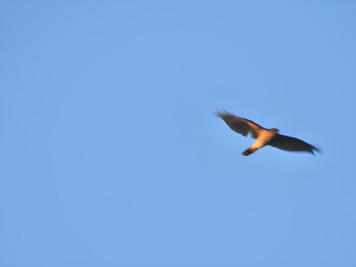 Azor/Gavilán sp.  (Accipiter sp.) - ML629712717