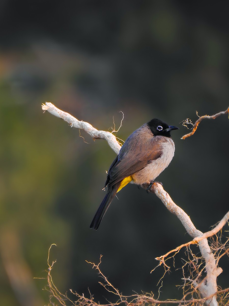 Bulbul Árabe - ML629712745