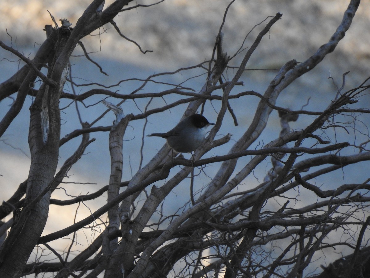 Curruca Cabecinegra - ML629712920