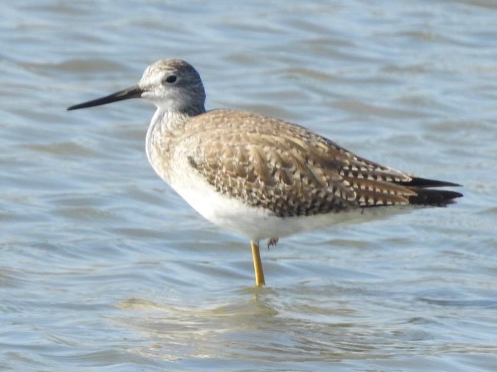Greater Yellowlegs - ML629713135