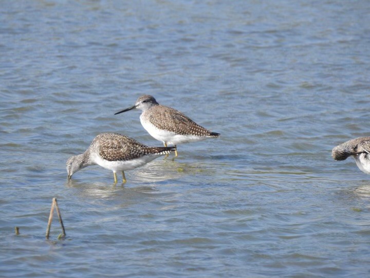 Greater Yellowlegs - ML629713136