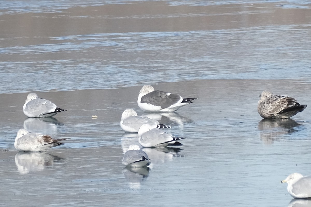 Lesser Black-backed Gull - ML629713141