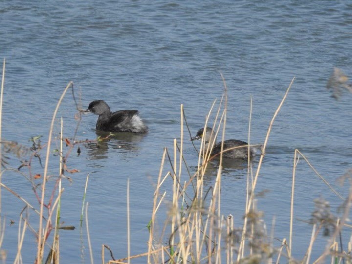 Least Grebe - ML629713163