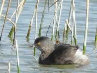 Least Grebe - ML629713164