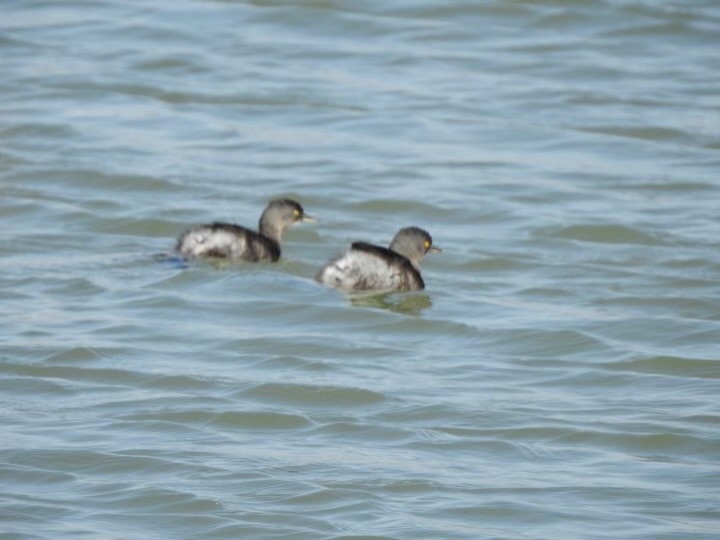 Least Grebe - ML629713165