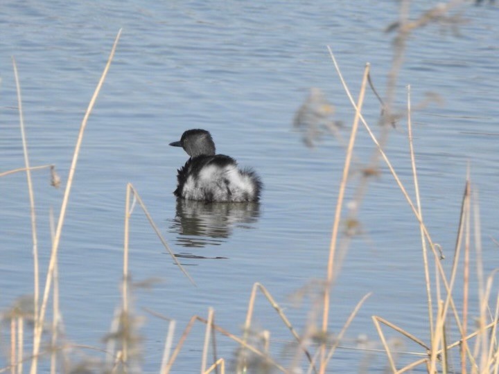 Least Grebe - ML629713166