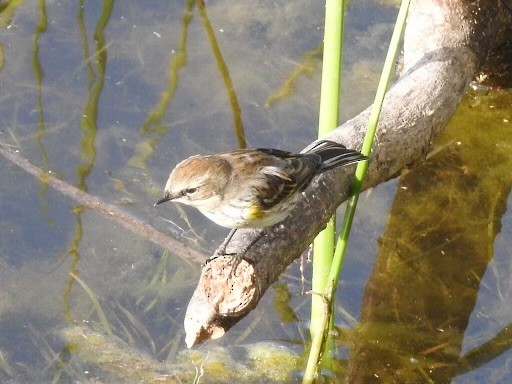 Yellow-rumped Warbler - ML629713200