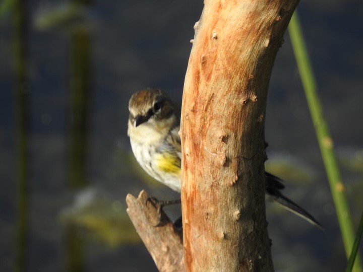 Yellow-rumped Warbler - ML629713201