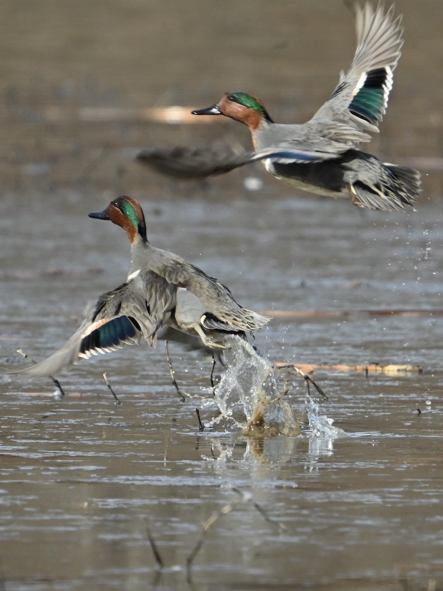 Green-winged Teal - ML629713205