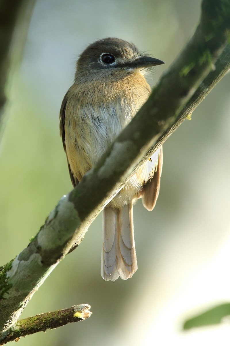 Rusty-breasted Nunlet - Martjan Lammertink