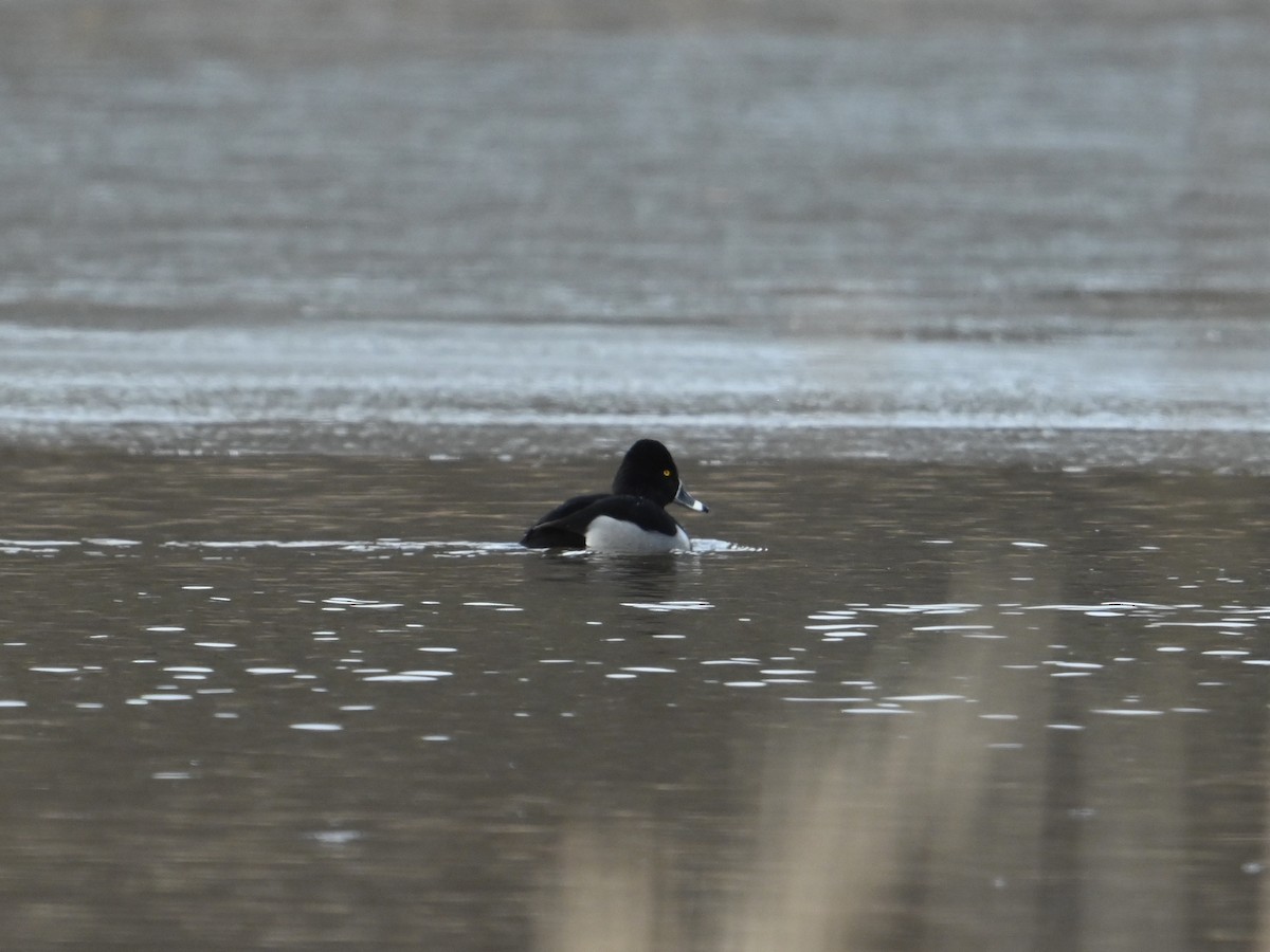 Ring-necked Duck - ML629713230