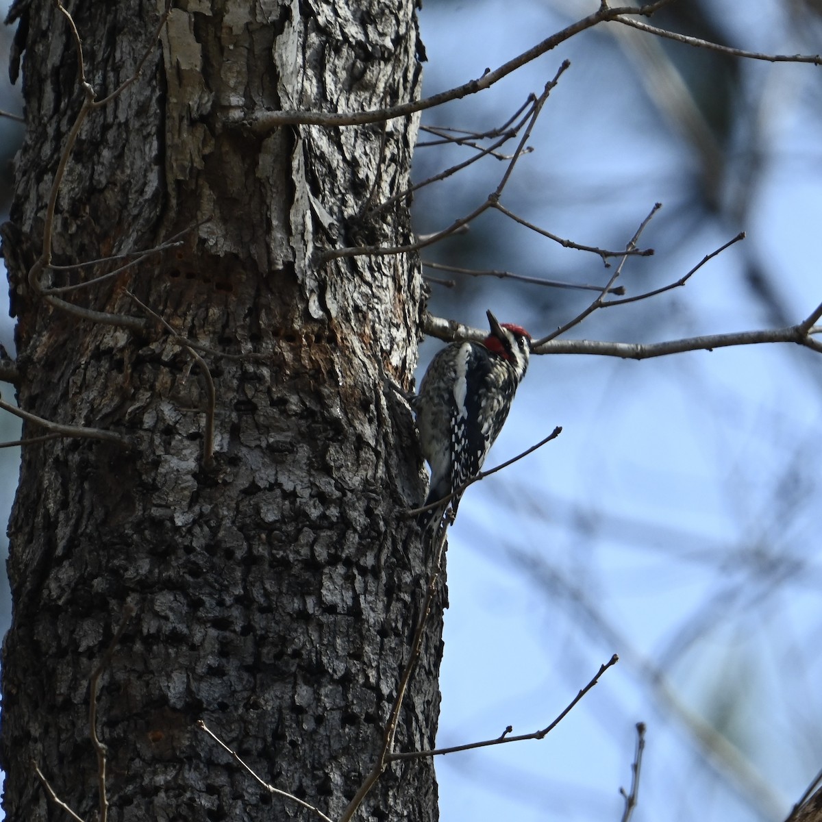 Yellow-bellied Sapsucker - ML629713288