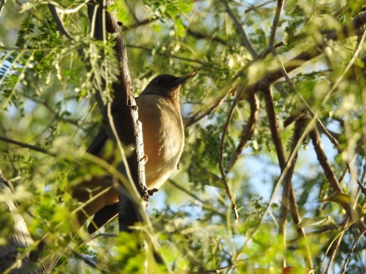 Clay-colored Thrush - ML629713295