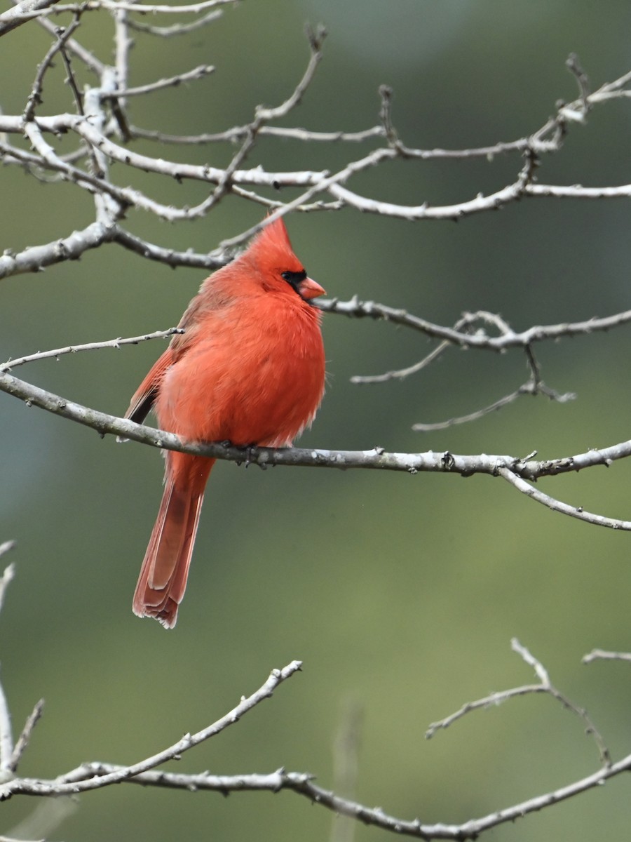 Northern Cardinal - ML629713300