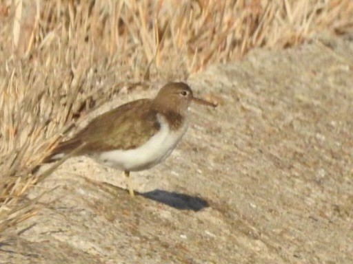 Spotted Sandpiper - ML629713315
