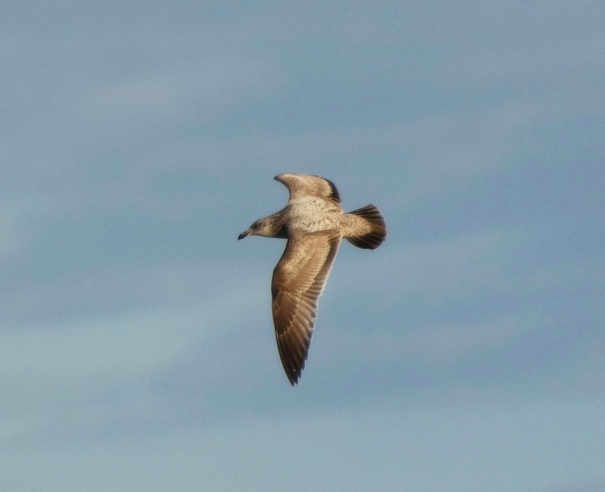 American Herring Gull - ML629713346