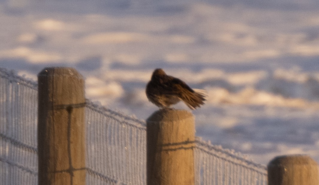 Western Meadowlark - ML629713354