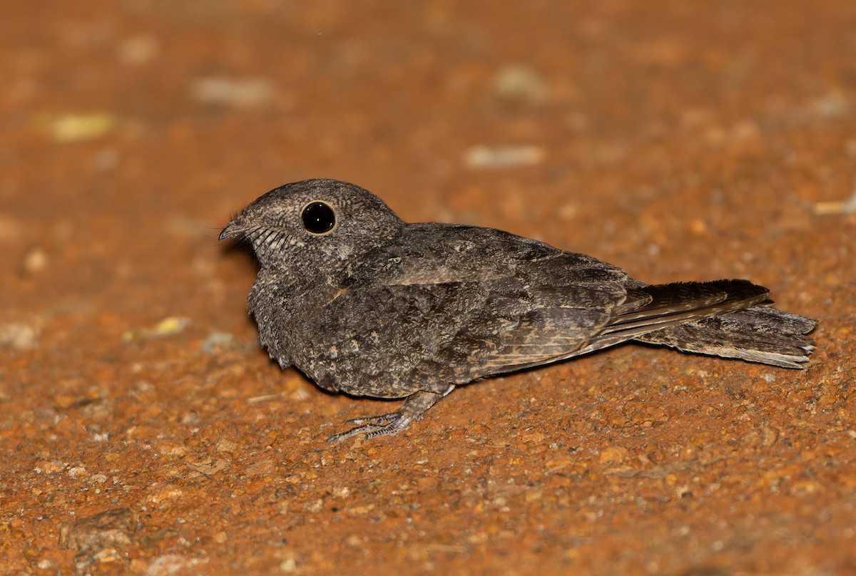 Freckled Nightjar - ML629713360