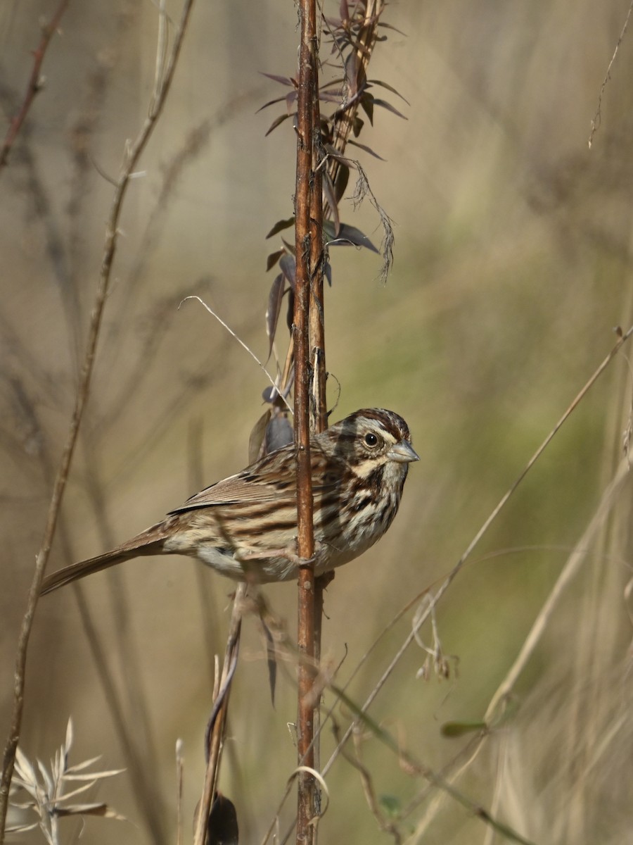 Song Sparrow - ML629713376