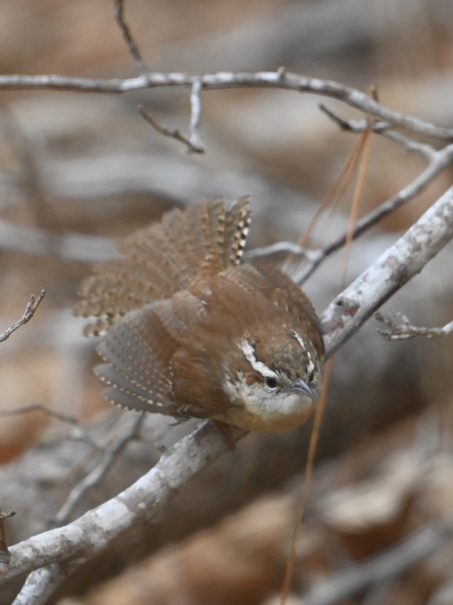 Carolina Wren - ML629713388
