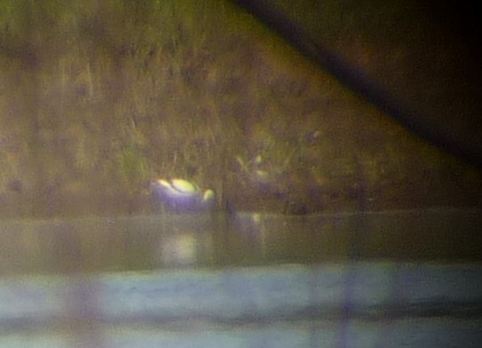 Pied Avocet - ML629713389
