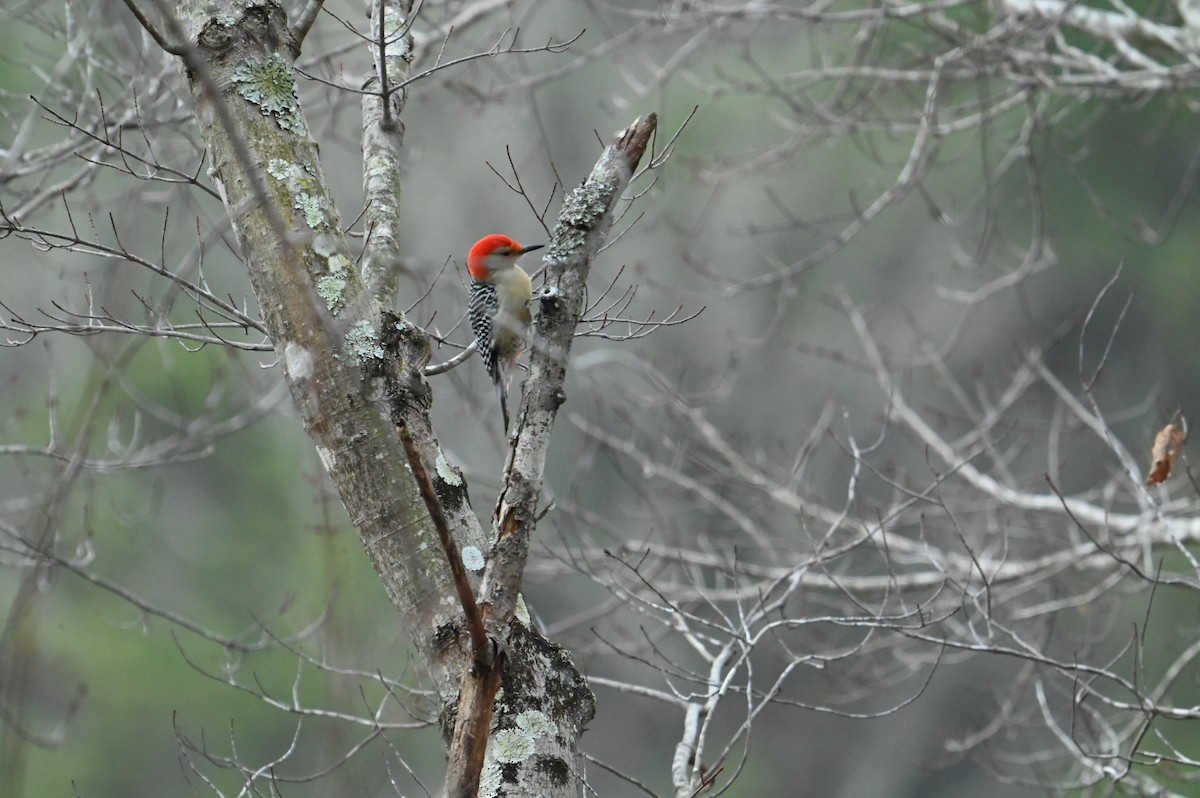 Red-bellied Woodpecker - ML629713404