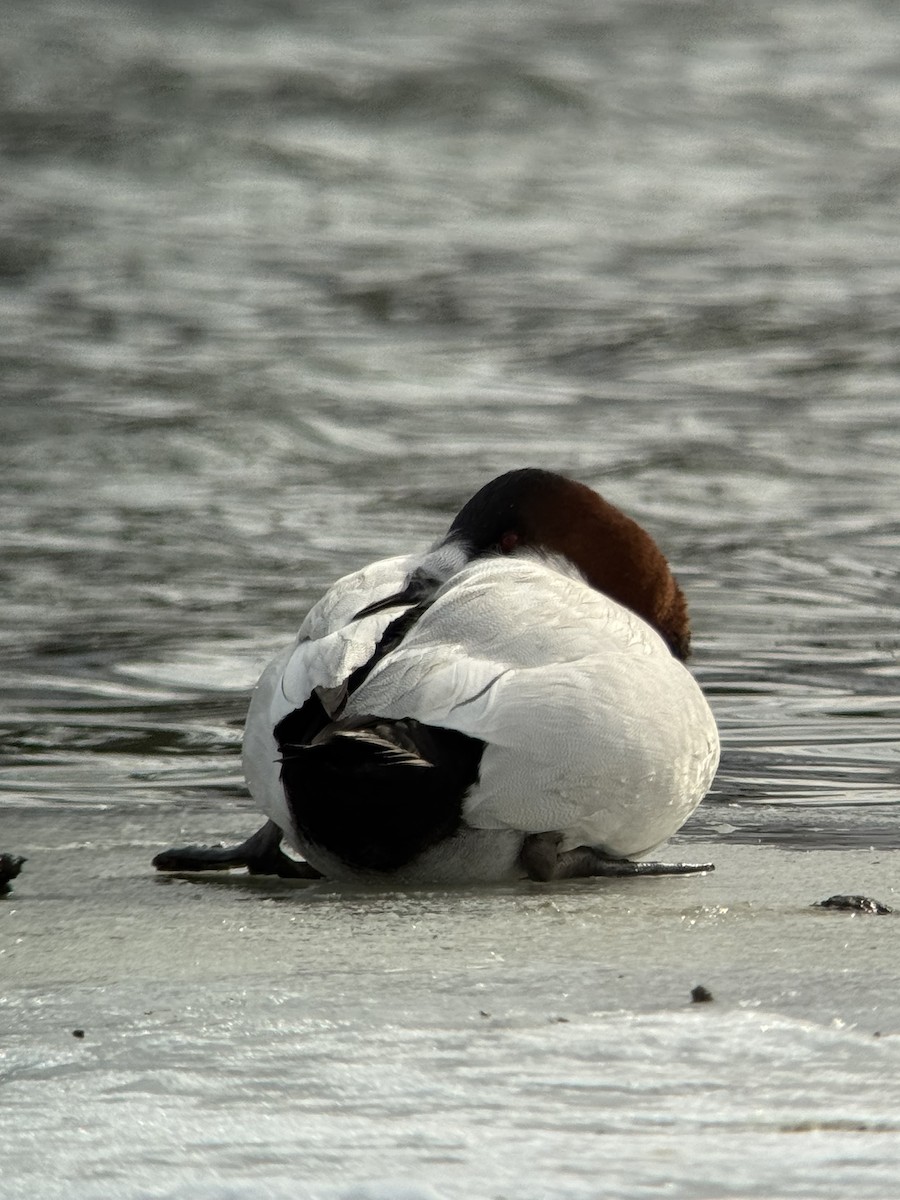Canvasback - ML629713732