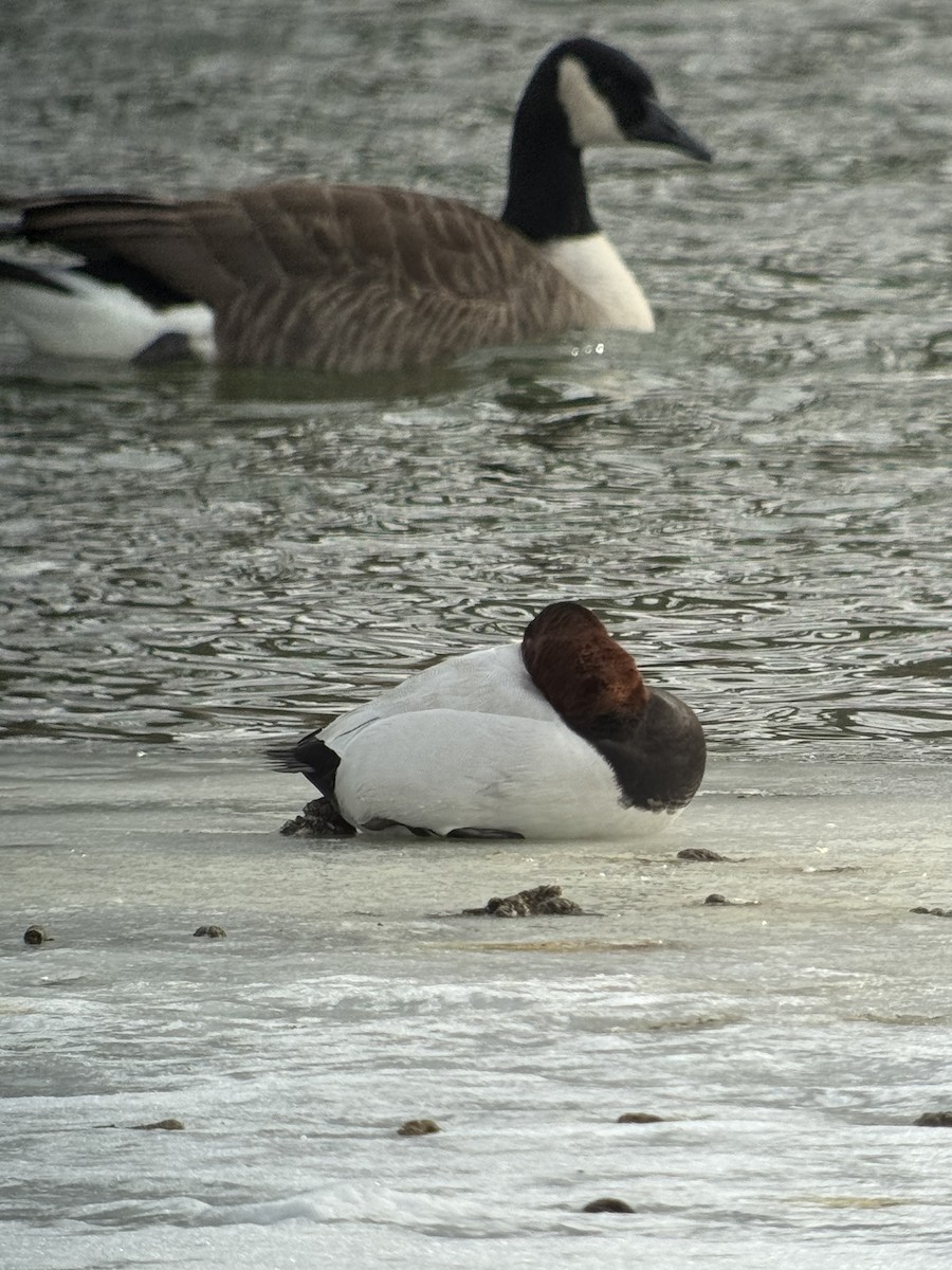 Canvasback - ML629713733