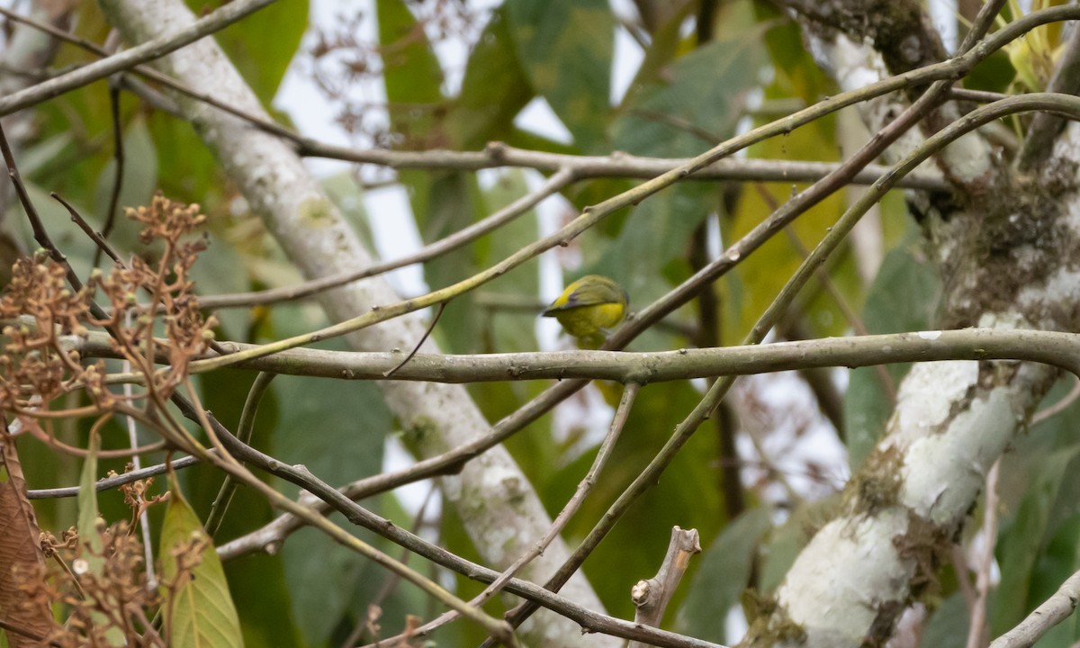Golden-rumped Euphonia - ML629713797