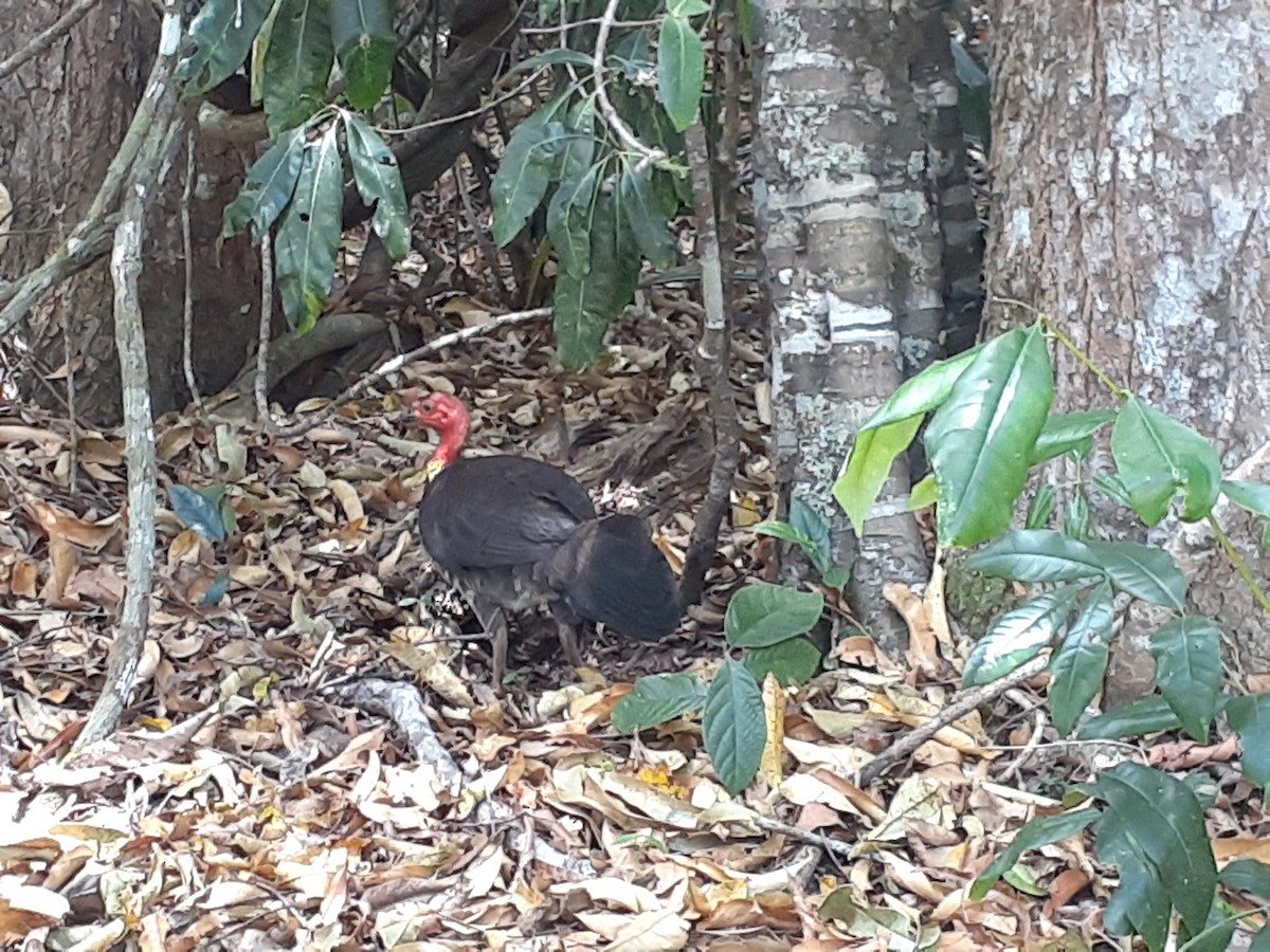 Australian Brushturkey - ML629713825
