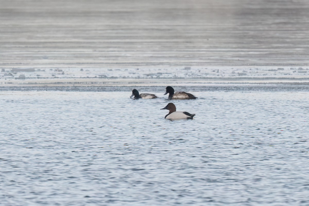 Canvasback - ML629713830