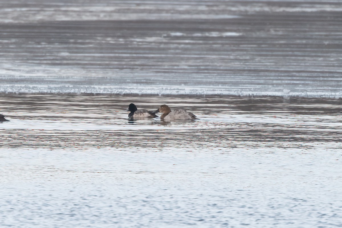 Canvasback - ML629713835