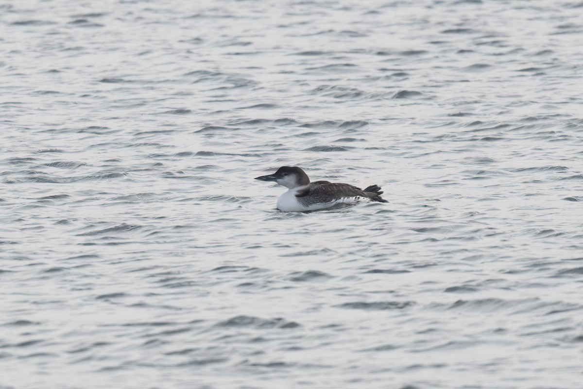 Common Loon - ML629713862