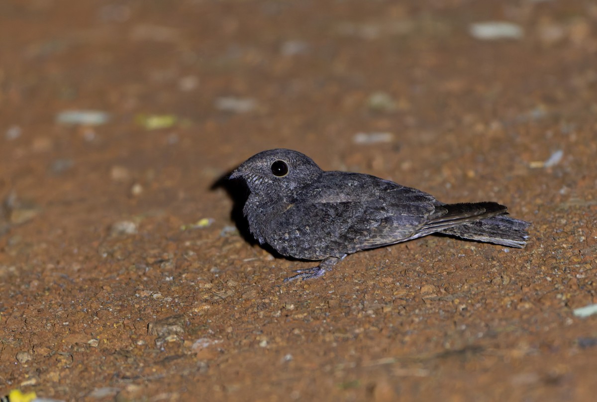 Freckled Nightjar - ML629713867