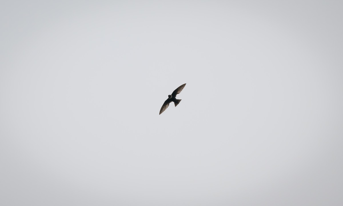 White-collared Swift - ML629714106