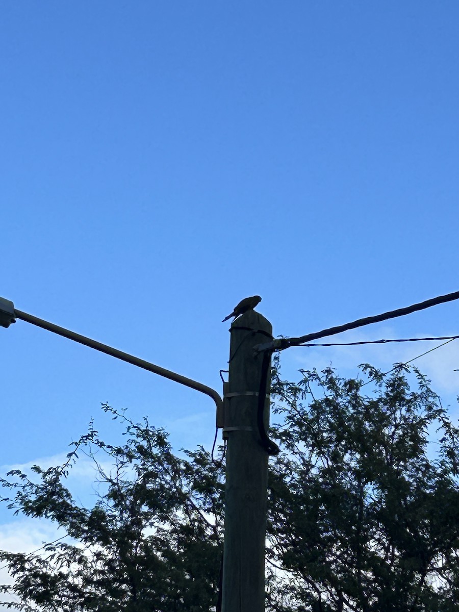 Eurasian Kestrel (Cape Verde) - ML629714107