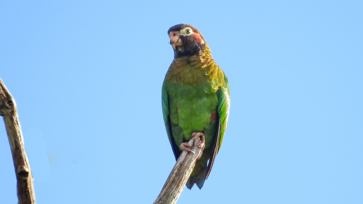 Brown-hooded Parrot - ML629714115