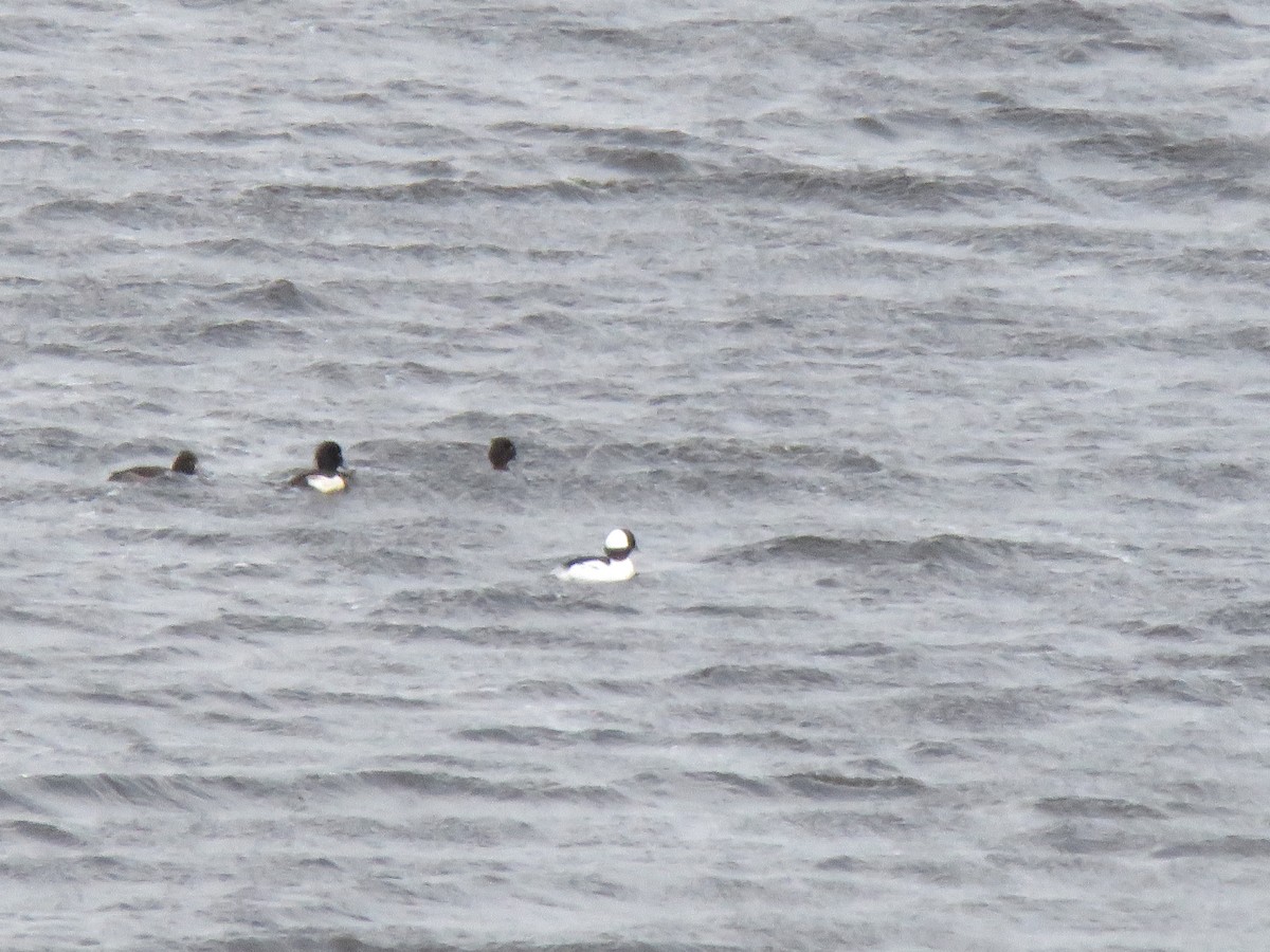 Bufflehead - ML629714156